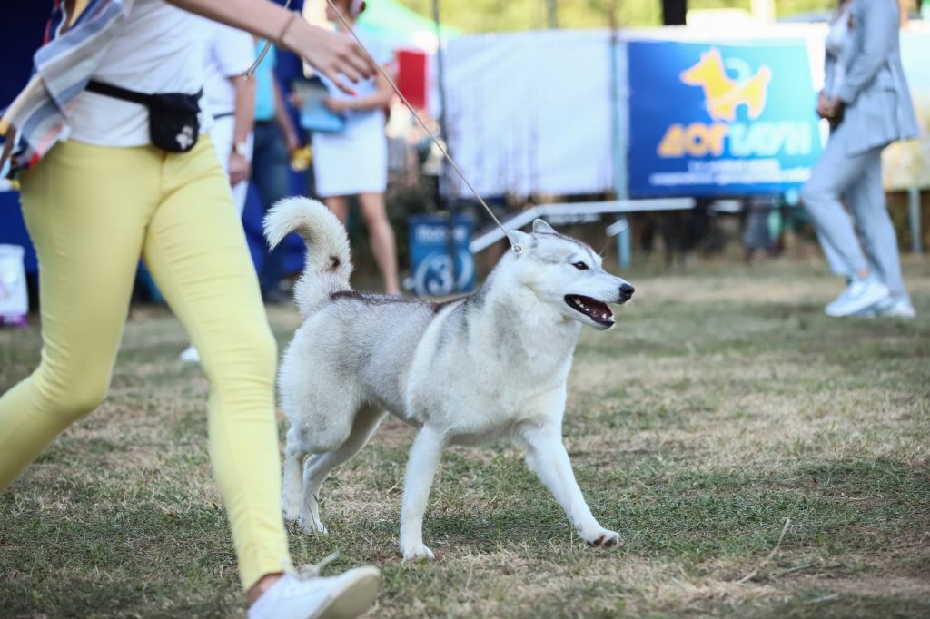 Сразу две выставки собак прошли в минувшие выходные в Одессе (ФОТО) | Правда за Одессу