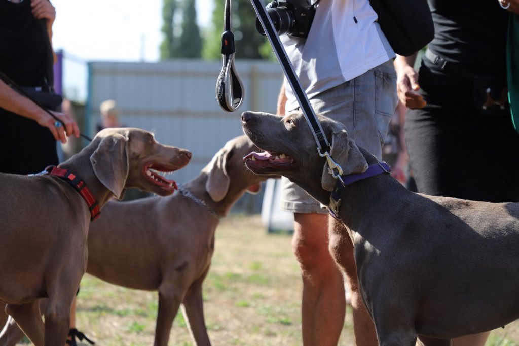 Сразу две выставки собак прошли в минувшие выходные в Одессе (ФОТО) | Правда за Одессу