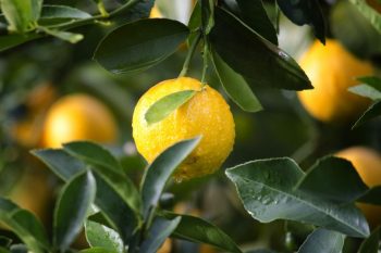 лимон на дереве 