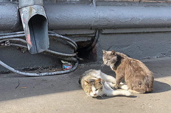 бездомные кошки