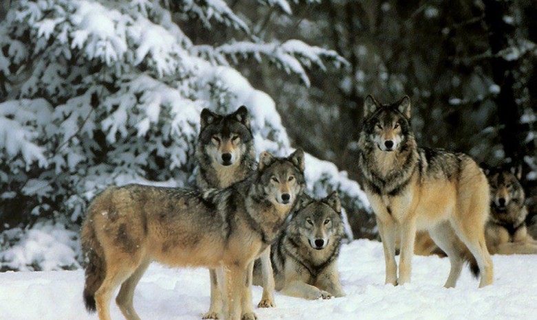 голодные волки