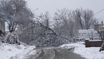 упало дерево Ромашковая