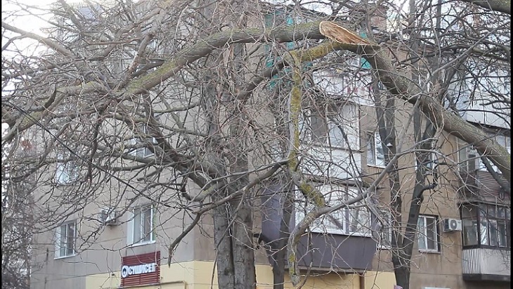 аварийное дерево во дворе