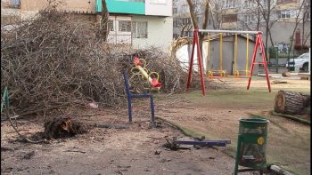 упавшие ветки