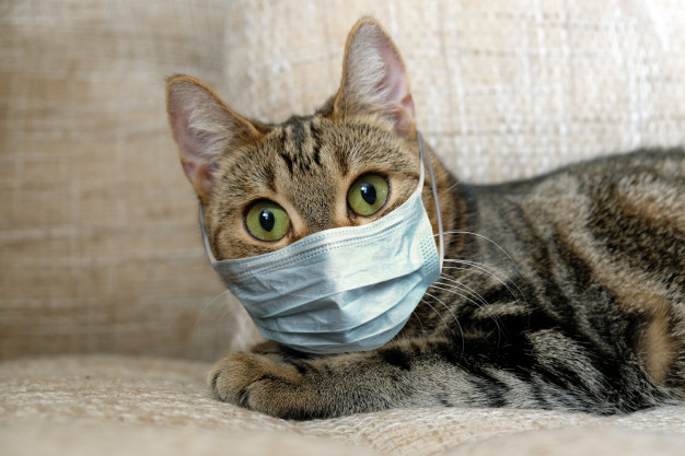кошка в медицинской маске