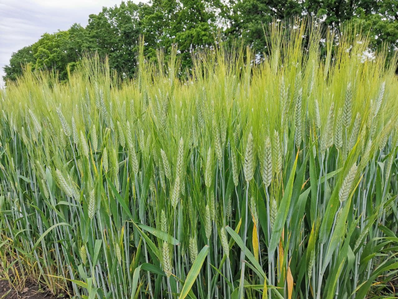 поле пшеница