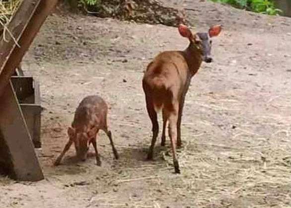 В зоопарке пополнение: родился миниатюрный олень мунтжак
