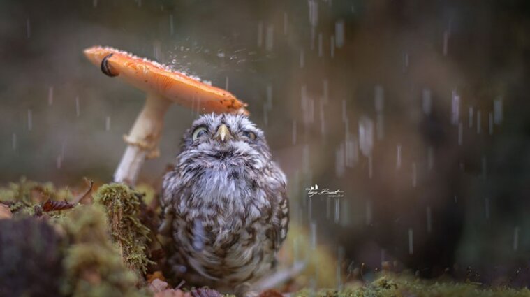 дождь-сова