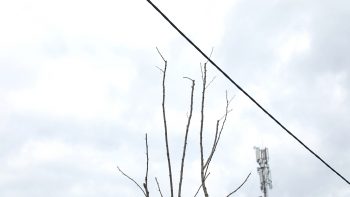 провода-дерево