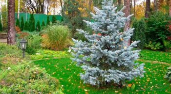 агромаркет