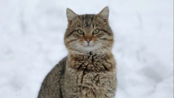 кошка