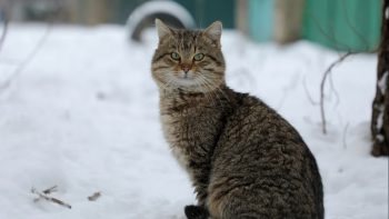 кошка2