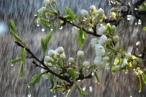 весна_дождь