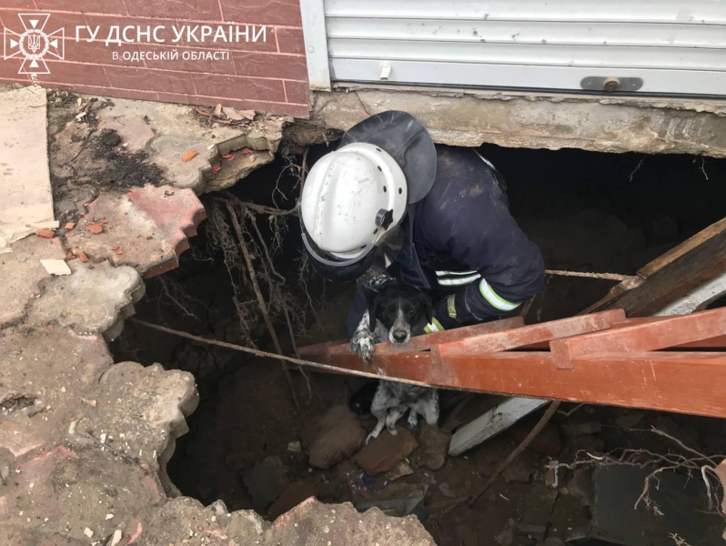 На Одещині бійці ДСНС врятували собаку (фото)