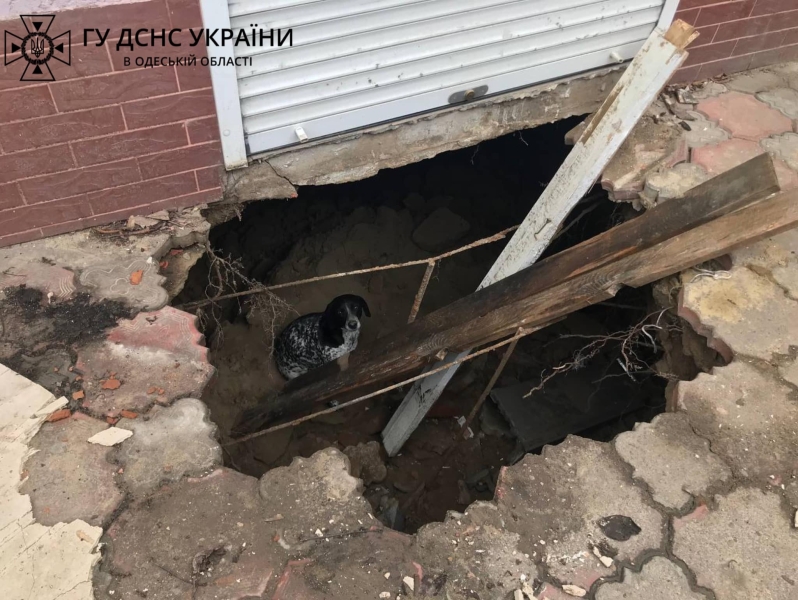 На Одещині бійці ДСНС врятували собаку (фото)