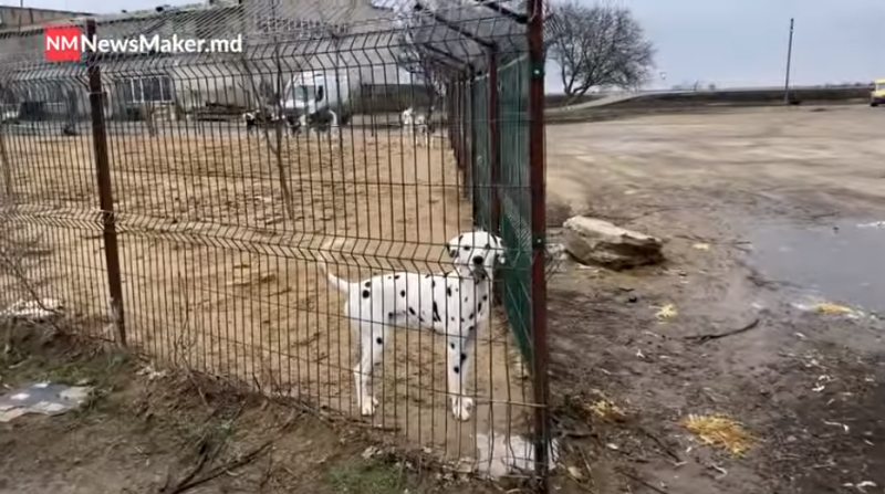 Рядом с пунктом пропуска «Староказачье» фермер из Молдовы обустроил приют для собак