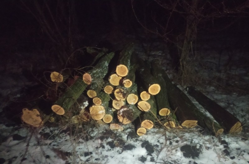 Спиляв понад 100 дерев: мешканця Одещини засудили на 5 років (фото)