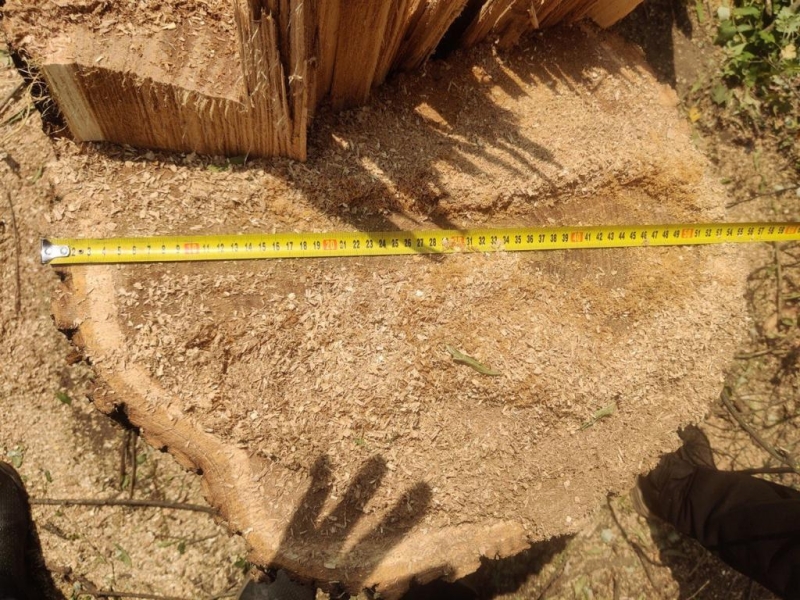 Трех жителей Измаильского района поместили под домашний арест за незаконную порубку деревьев