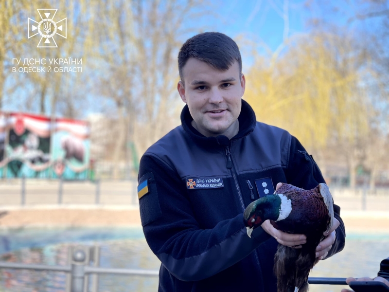 В Одесі врятували фазана, який застряг у бампері авто, і передали в зоопарк (фото)