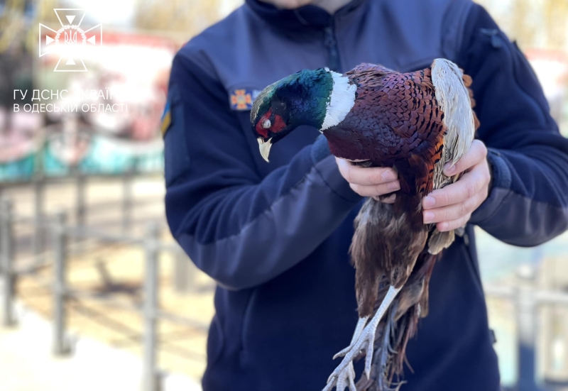 В Одесі врятували фазана, який застряг у бампері авто, і передали в зоопарк (фото)