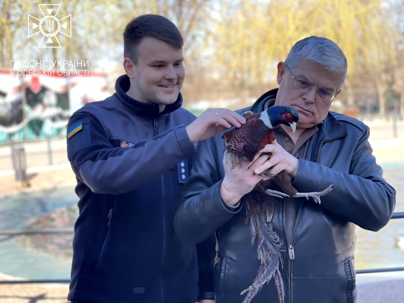 В Одесі врятували фазана, який застряг у бампері авто, і передали в зоопарк (фото)