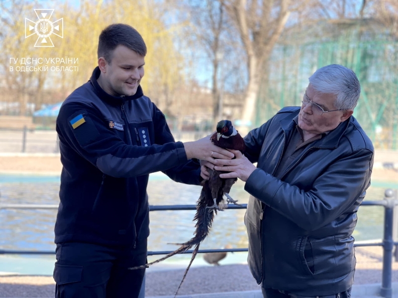 В Одесі врятували фазана, який застряг у бампері авто, і передали в зоопарк (фото)
