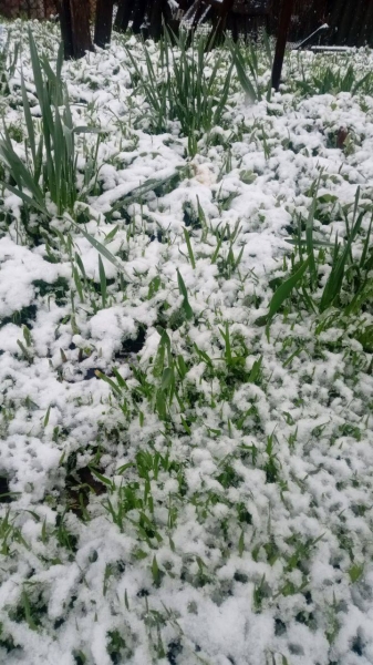 На півдні Одещини випав сніг (фото)