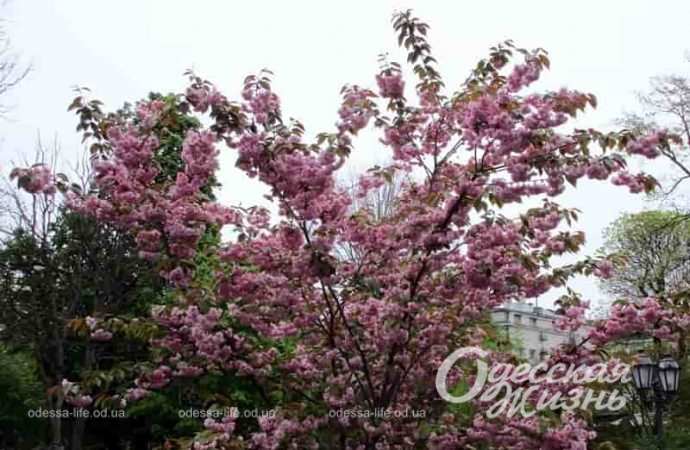 Одесса в последний день апреля: привычный дождь, неторопливые каштаны и цветущая сирень (фоторепортаж)