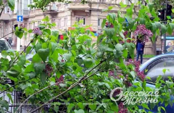 Одесса в последний день апреля: привычный дождь, неторопливые каштаны и цветущая сирень (фоторепортаж)
