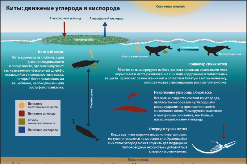 Реабілітаційний центр для китоподібних на Одещині: чому це важливо 