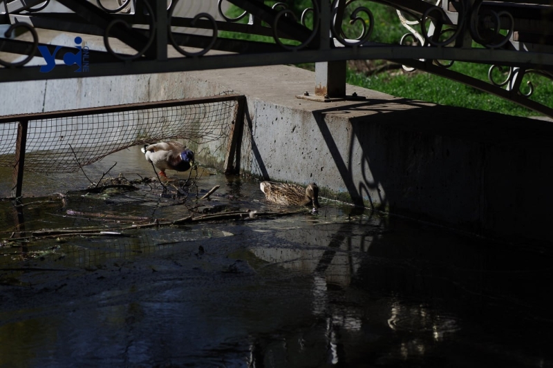 У парку Перемоги гинуть каченята, а працівники залишили їх без порятунку (фото, аудіо)