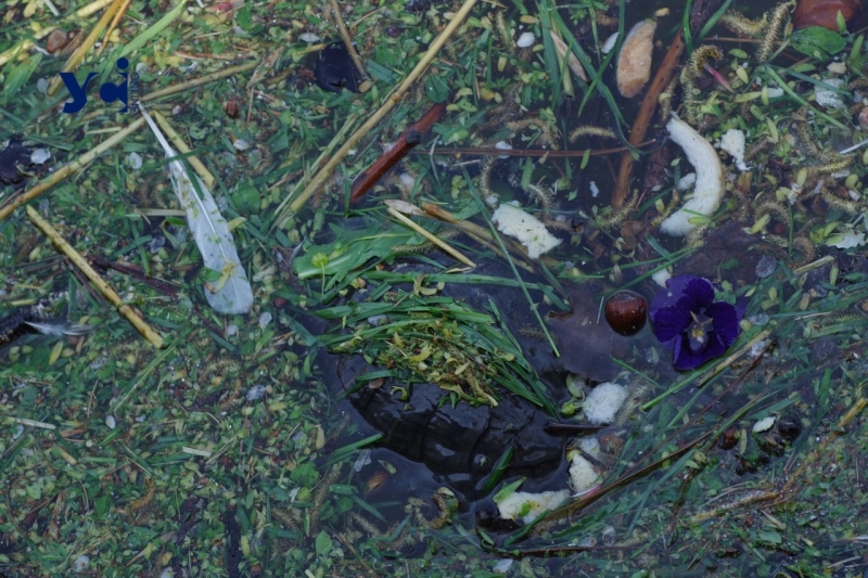 У парку Перемоги гинуть каченята, а працівники залишили їх без порятунку (фото, аудіо)
