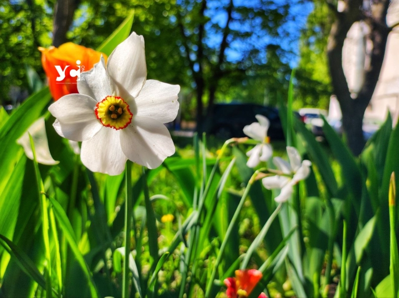Чорнобривці, тюльпани та конвалії: одеські квітники заграли палітрою фарб (фото)