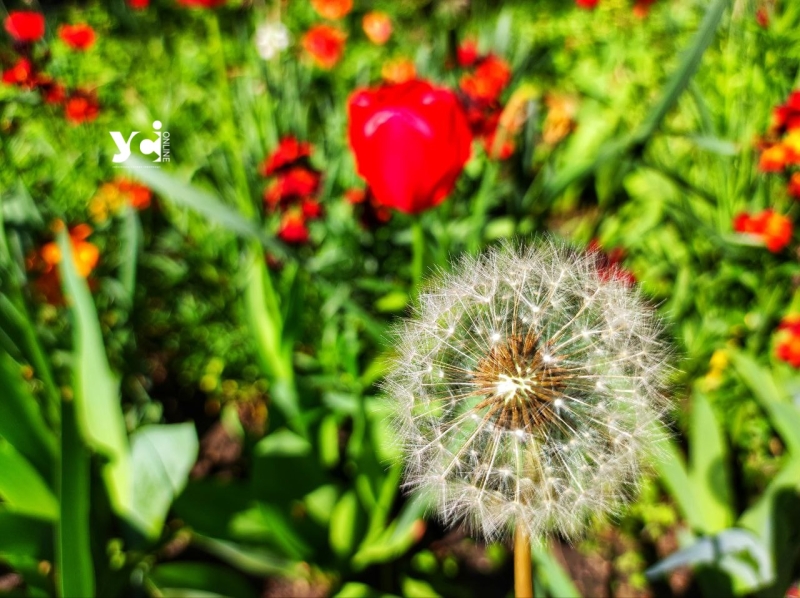 Чорнобривці, тюльпани та конвалії: одеські квітники заграли палітрою фарб (фото)