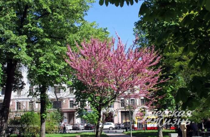 Красота по-одесски: где можно любоваться цветущики иудиными деревьями (фоторепортаж)