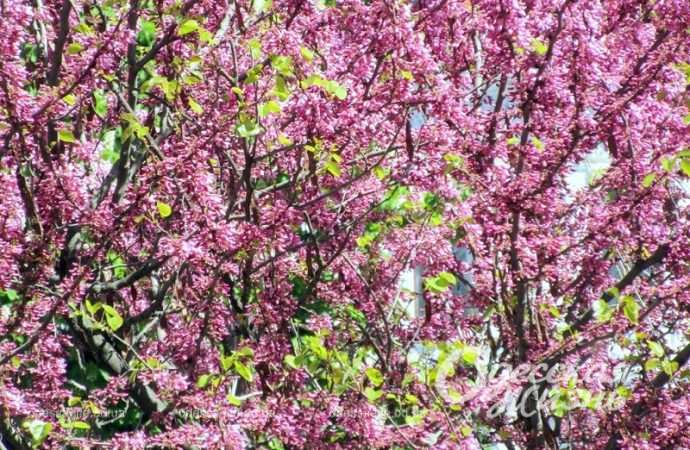 Красота по-одесски: где можно любоваться цветущики иудиными деревьями (фоторепортаж)