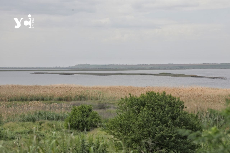 Унікальна вітроелектростанція та «Острови птахів»: екскурсія від одеських енергетиків (фото, відео)