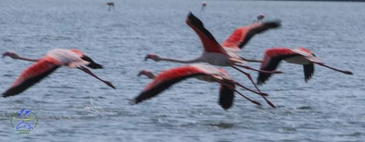 В заповедник Одесской области прилетели сказочные фламинго (фото)