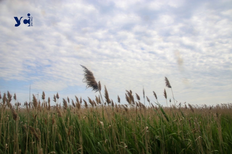 Від ідеї до толоки: як одеська блогерка створила нову історію трамваю №20 (фото, відео)