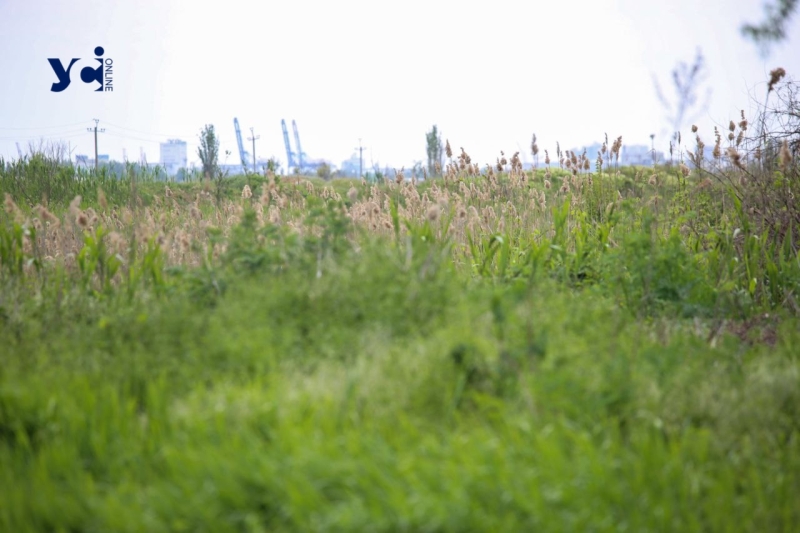 Від ідеї до толоки: як одеська блогерка створила нову історію трамваю №20 (фото, відео)