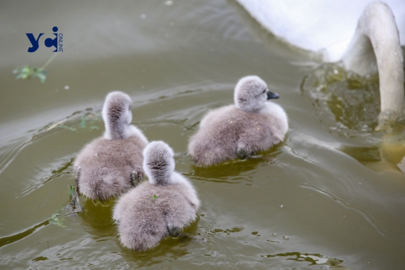 Це вперше: директор Одеського зоопарку про народження лебедят у парку Перемоги (фото, аудіо)