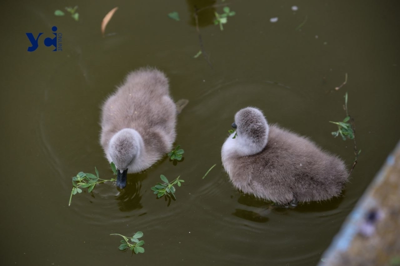 Це вперше: директор Одеського зоопарку про народження лебедят у парку Перемоги (фото, аудіо)