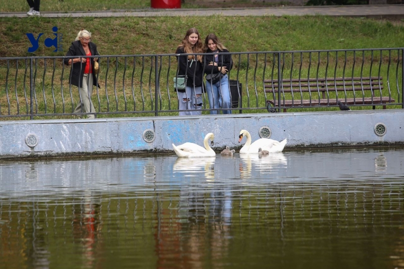 Це вперше: директор Одеського зоопарку про народження лебедят у парку Перемоги (фото, аудіо)