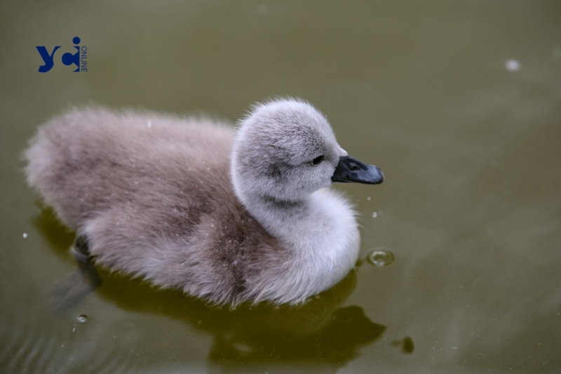 Це вперше: директор Одеського зоопарку про народження лебедят у парку Перемоги (фото, аудіо)