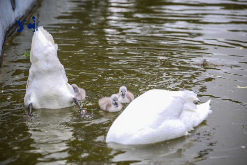 Це вперше: директор Одеського зоопарку про народження лебедят у парку Перемоги (фото, аудіо)
