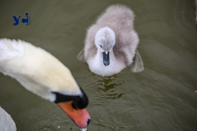Це вперше: директор Одеського зоопарку про народження лебедят у парку Перемоги (фото, аудіо)