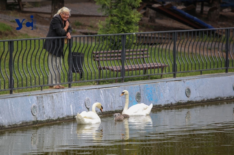 Це вперше: директор Одеського зоопарку про народження лебедят у парку Перемоги (фото, аудіо)