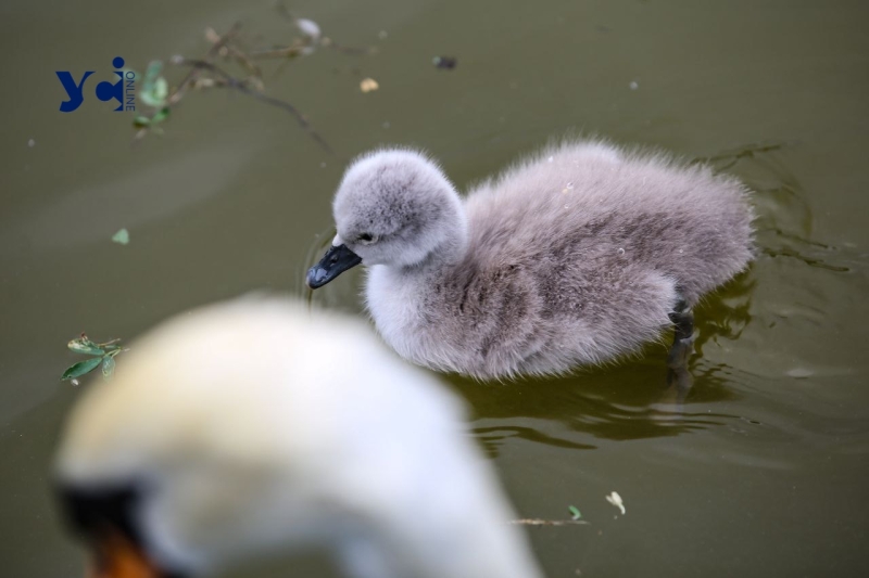 Це вперше: директор Одеського зоопарку про народження лебедят у парку Перемоги (фото, аудіо)