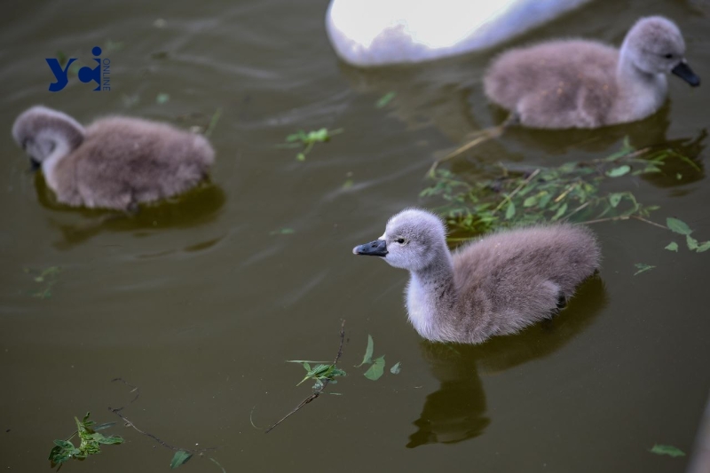 Це вперше: директор Одеського зоопарку про народження лебедят у парку Перемоги (фото, аудіо)