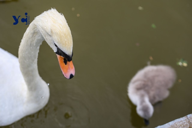 Це вперше: директор Одеського зоопарку про народження лебедят у парку Перемоги (фото, аудіо)